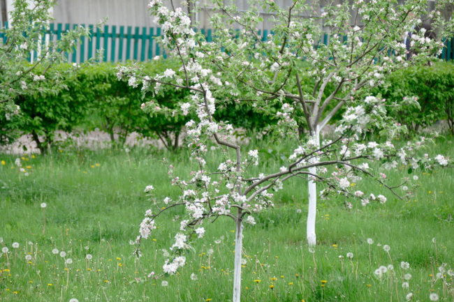 молодое дерево во время цветения