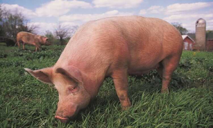 Свинья: характеристика, породы и домашнее содержание