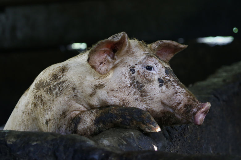 Болезни свиней - признаки, симптомы, лечение и профилактика