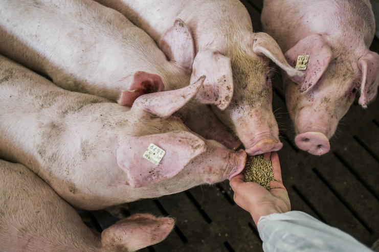 Ручное кормление свиней