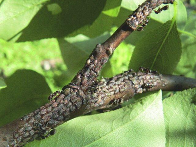 Муравьи на груше: чем обработать весной чтобы спасти дерево