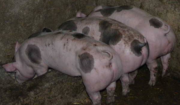 Чистая кормушка для свиней - гарантия здоровых свиней