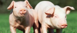 Почему не ест поросенок или свинья: что делать