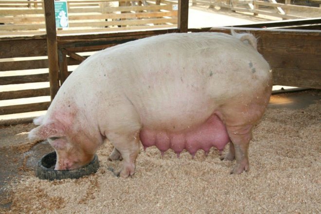 Как определить, беременна ли свинья