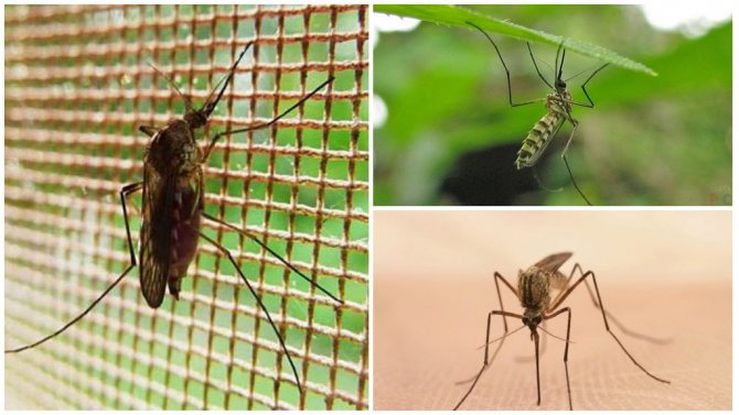 Где зимуют комары - способны ли насекомые выжить в условиях холодного температурного режима