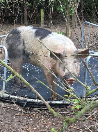 Фотография профиля породы свиней Пьетрен