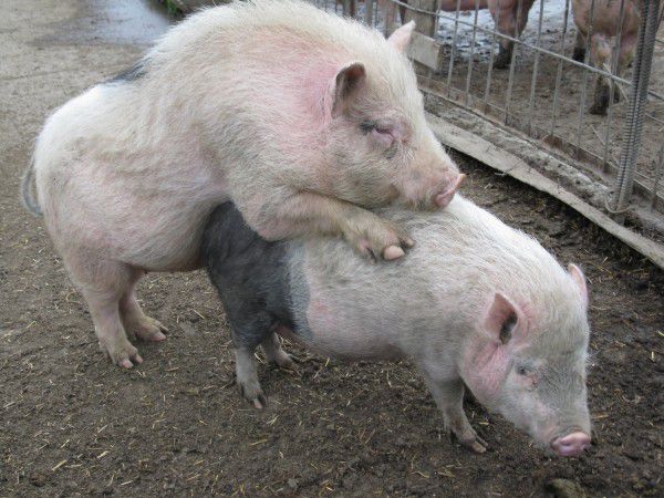Половой акт у свиней