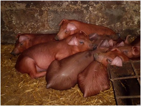 Свиньи породы дюрок в свинарнике