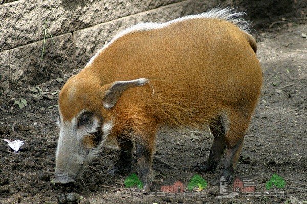 Африканская кистеухая свинья: описание породы, особенности обитания в дикой природе