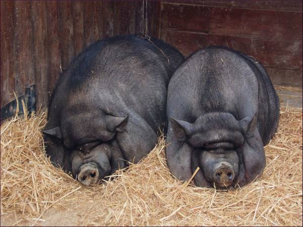 Спаривание свиней: когда и как случать правильно