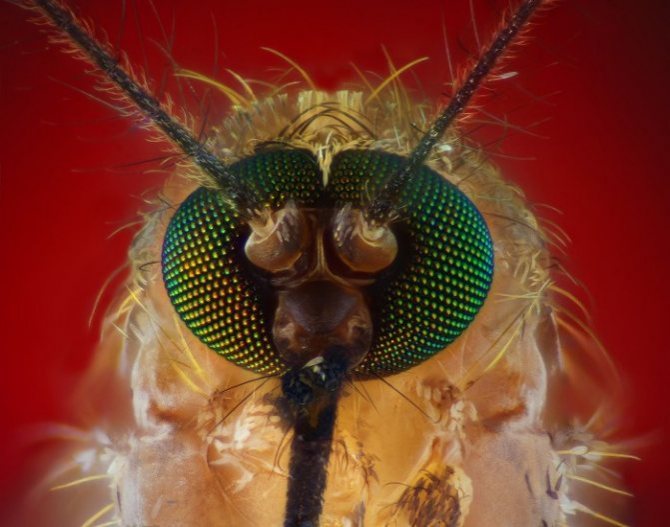 Строение комара, что визжит, сколько ног, ротовой аппарат, сколько зубов, вес, развитие