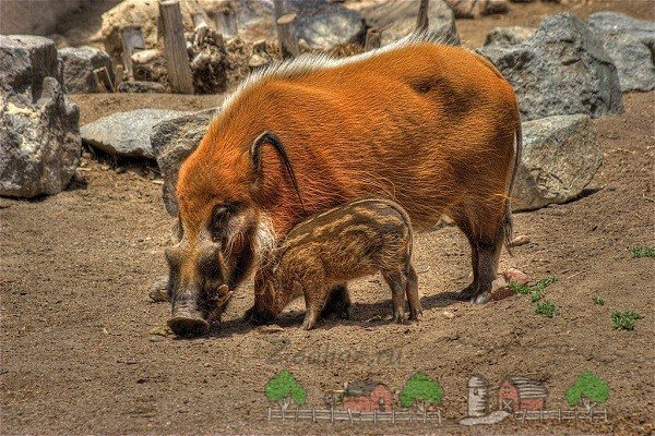 Африканская кистеухая свинья: описание породы, особенности обитания в дикой природе