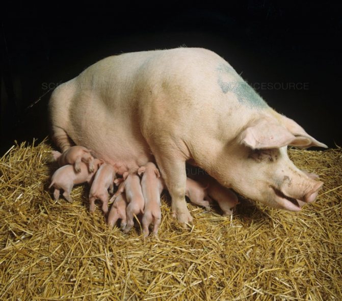Свиноматка: правила содержания и ухода за свиньей