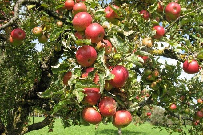 Лучшие сорта яблони для Ленинградской области и Северо–Запада