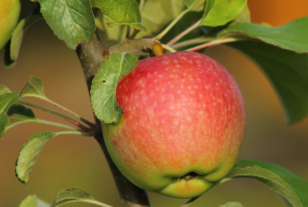 Описание сорта яблони Медуница