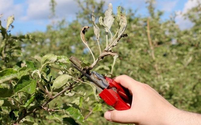 Выращивание яблони из ветки