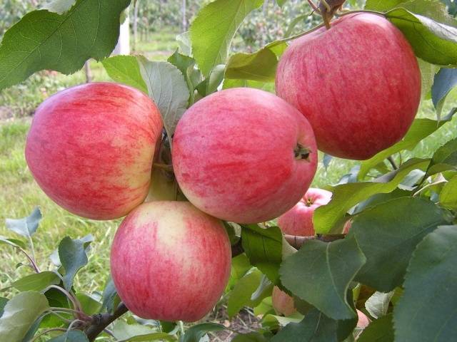 Поздние сорта яблонь для средней полосы россии с фото и описанием