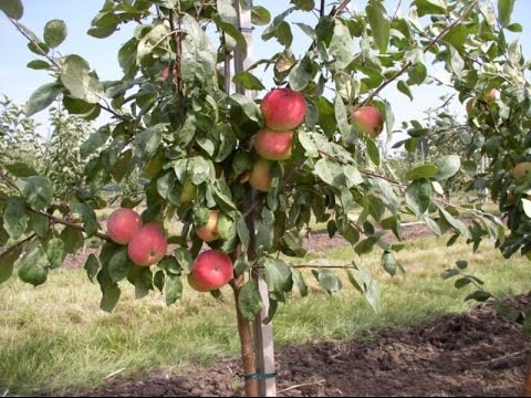 Выращивание яблони Вэм розовый в благоприятном районе