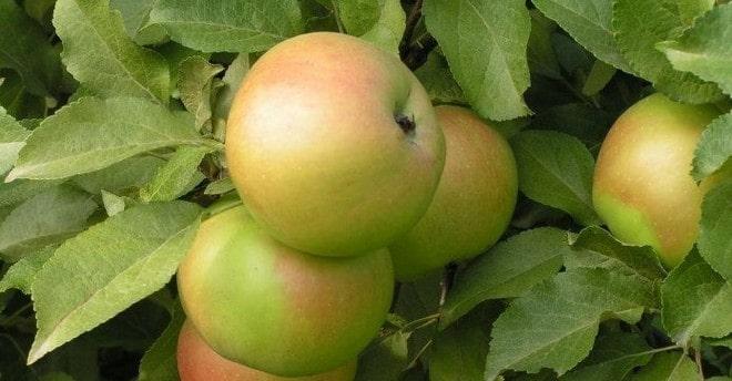 Яблоки Вербное