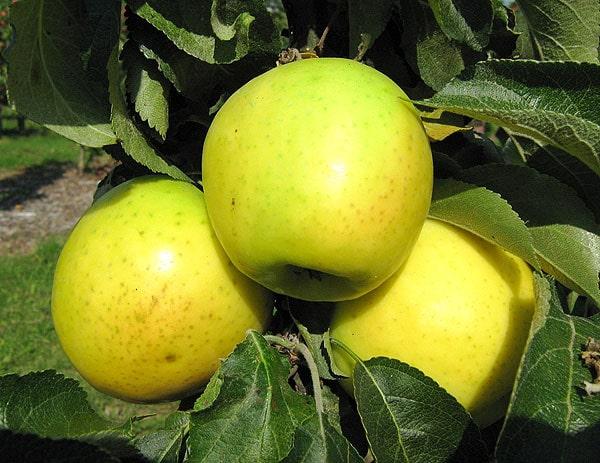 Плоды яблони Малюха