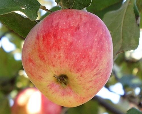 Колоновидная яблоня Триумф: описание, фото, отзывы