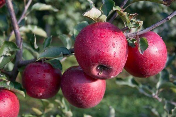 Плоды яблони памяти Ульянищева