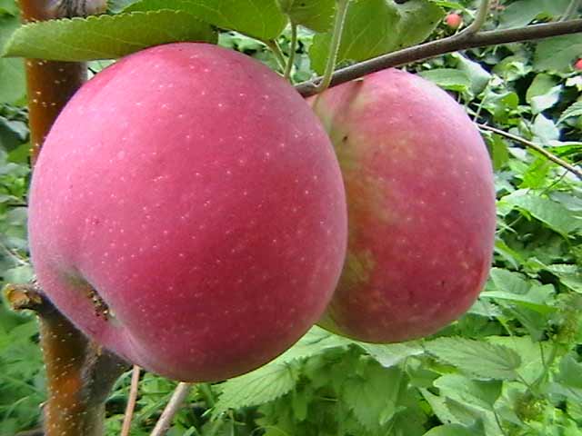 Память о мичуринских яблоках