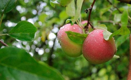 Плоды яблони Вишневое