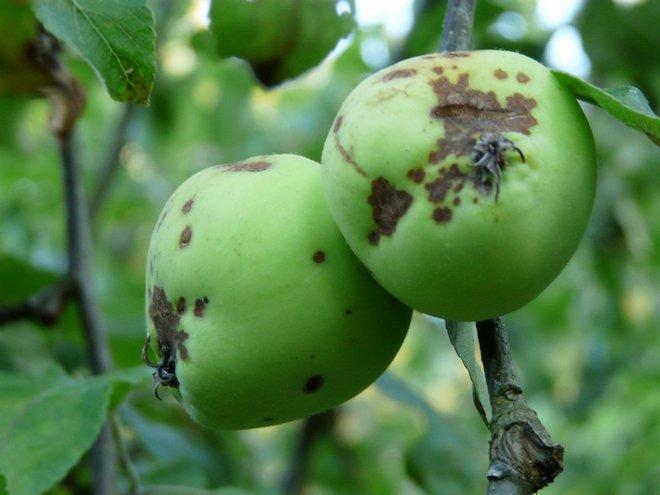 Испорченные плоды яблони