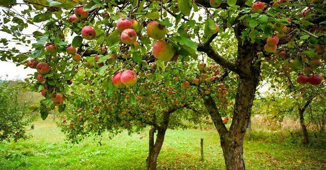 Яблони, которые плодоносят