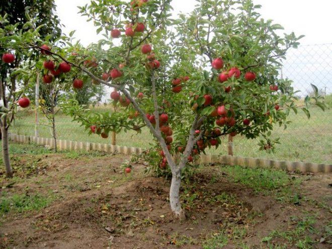 Описание сорта яблони Беркутовское