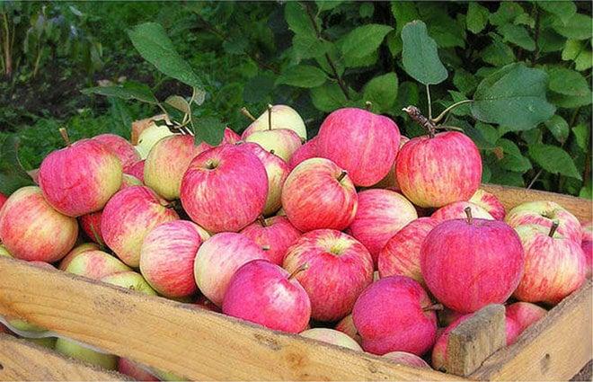 Штрифель – сорт яблок, описание и характеристика, как ухаживать за яблоней