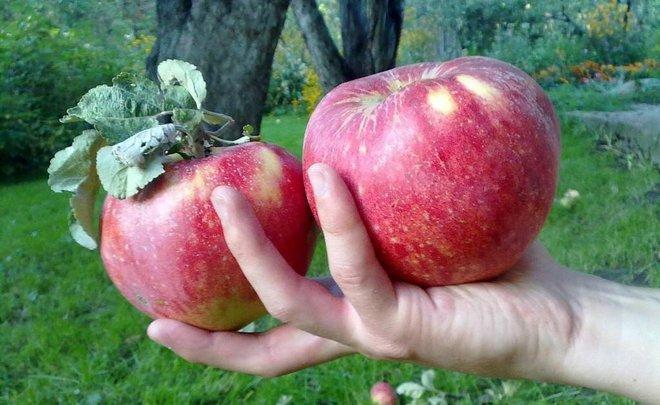 Собранные яблоки