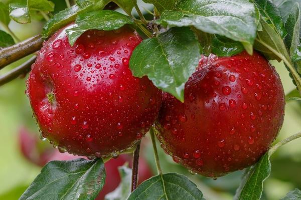 Сорт яблок Розовый Жемчуг: фото, описание, отзывы