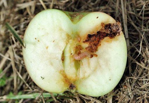 Плодожорка внутри яблока