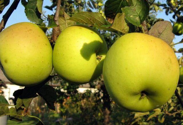 Сорт яблок Лимонка