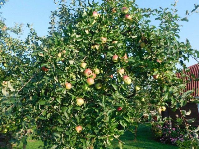 Плоды яблони на дереве