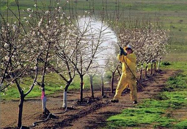 обработка яблонь весной