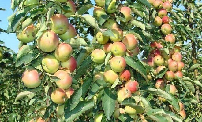 Штамбовая разновидность яблони