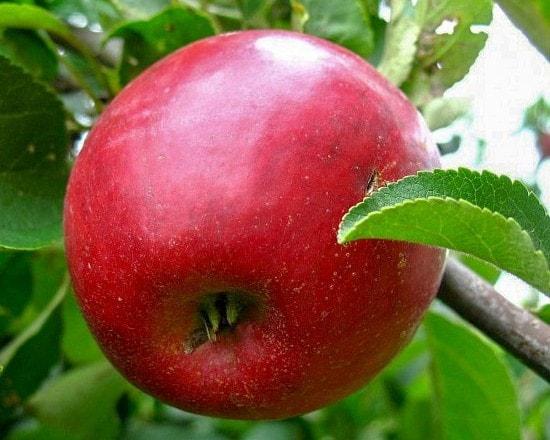 Плод яблони