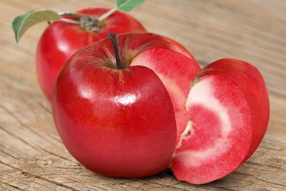 Внешний вид плодов яблони