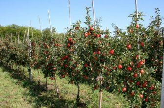 Сад полукарликовых яблонь