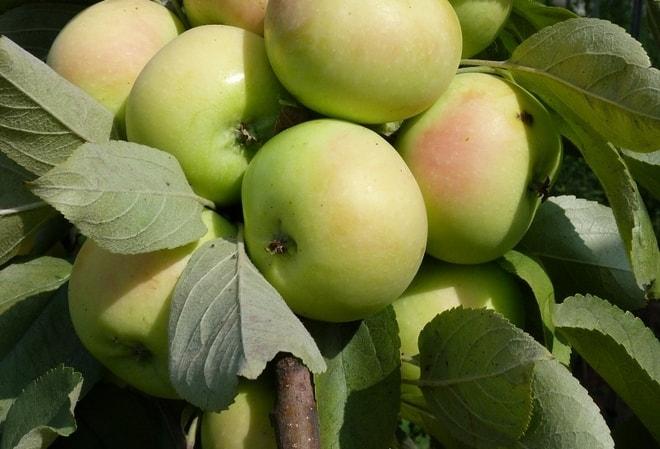 Сорта Алтайских Яблонь Фото