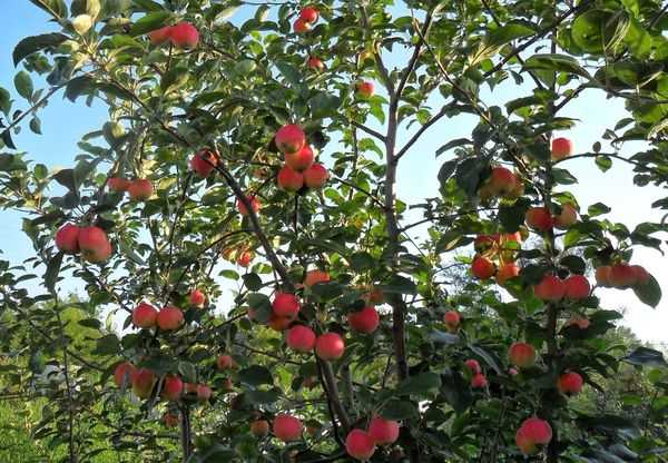 Яблоня со зрелыми плодами