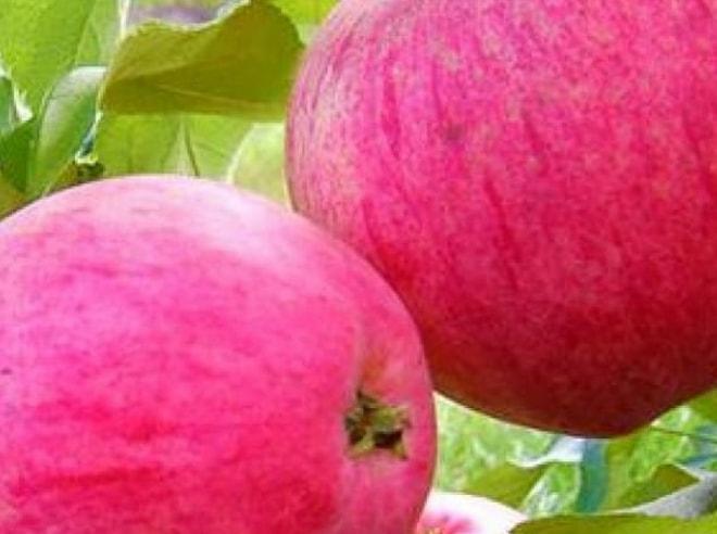 Яблоня Розовый Налив: описание, фото, отзывы