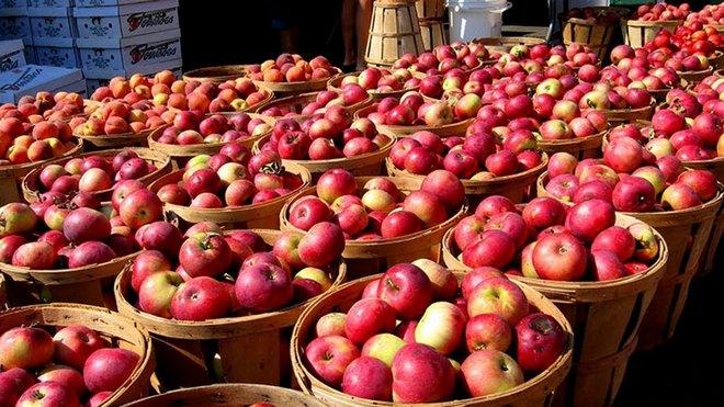 Яблоки с красной мякотью — что это за сорта и чем они лучше обычных яблок