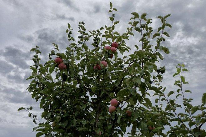 Взрослая яблоня