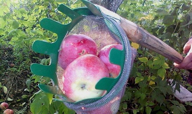 Плодосъемник для яблок своими руками