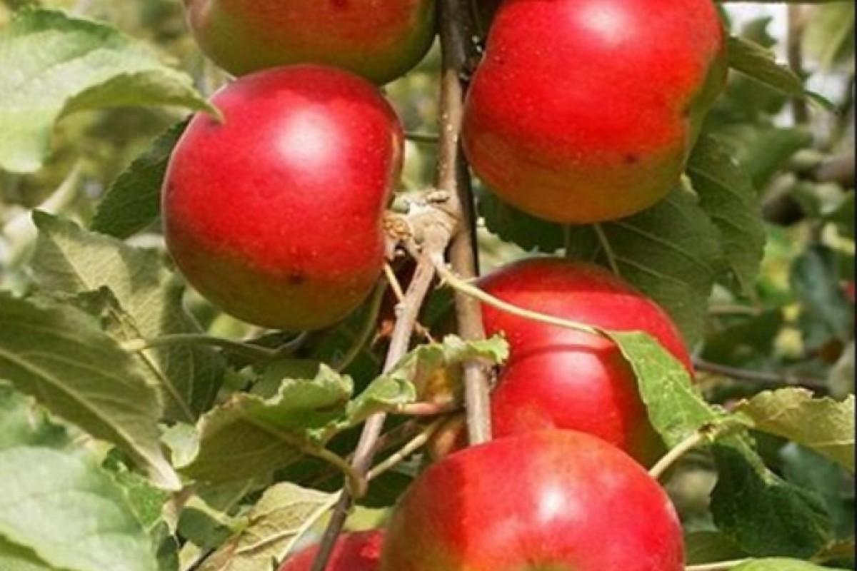 Колоновидная яблоня Багрузин (КВ-53): описание сорта, фото, отзывы
