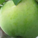 Сорт яблони Любава: крупноплодный и морозостойкий